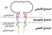 بيداغوجيا الإبداع