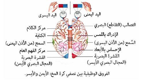 بيداغوجيا الإبداع