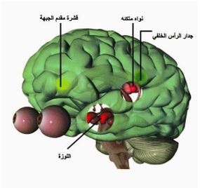 تحبيب الرياضيات للطلاب