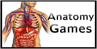 Anatomy Games